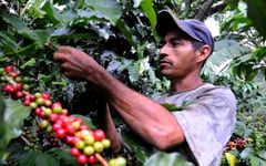 Rcolte du caf en Colombie