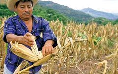 Rcolte du mas au Guatemala