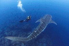 le Cocos - Requin baleine