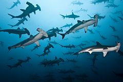 le Cocos - Requins marteaux