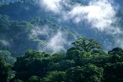 Rserve Biologique de la Fort de Nuages de Monteverde