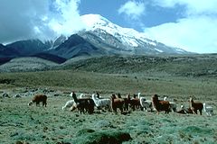 Troupeaux d'alpagas prs du Chimborazo