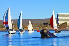 Baleine prs de Puerto Madryn
