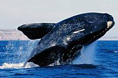 Baleines prs de Puerto Madryn