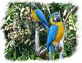 Perroquets  Iguazu